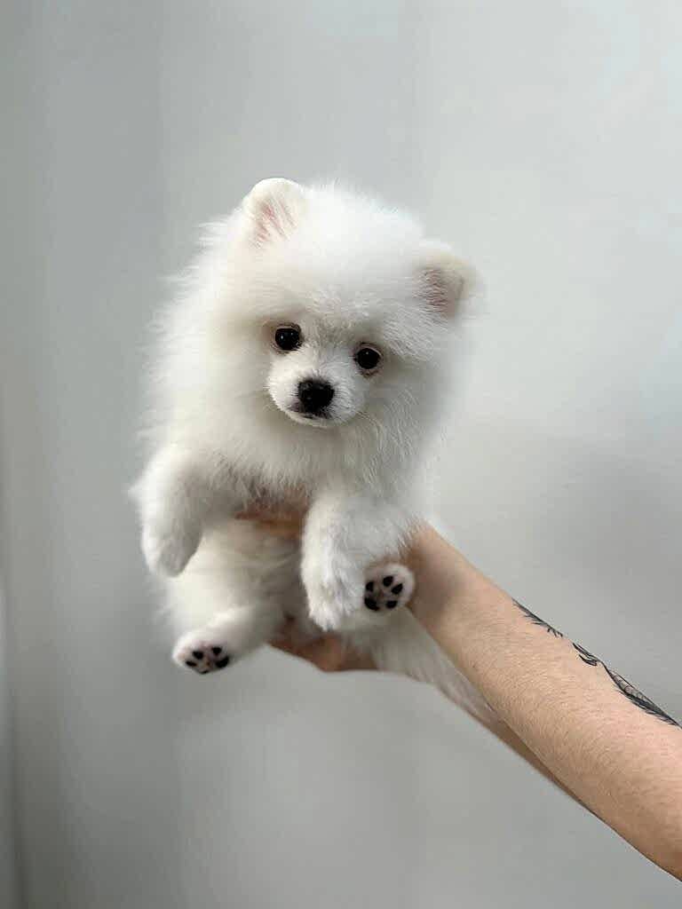 Груминг в Алматы