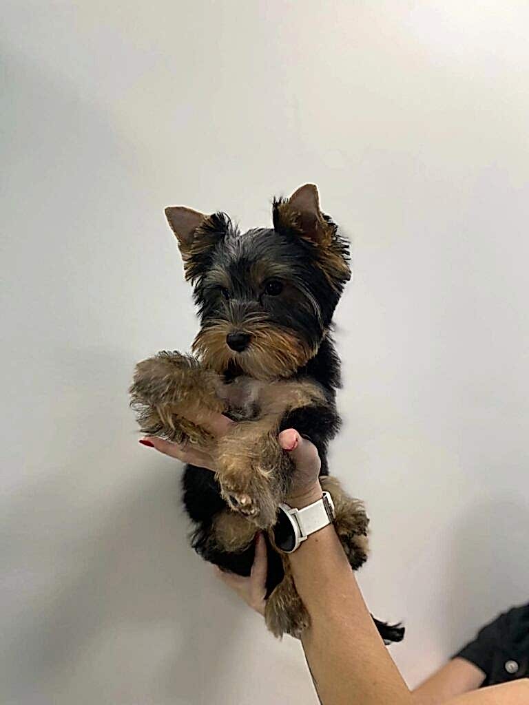 Услуги грумера