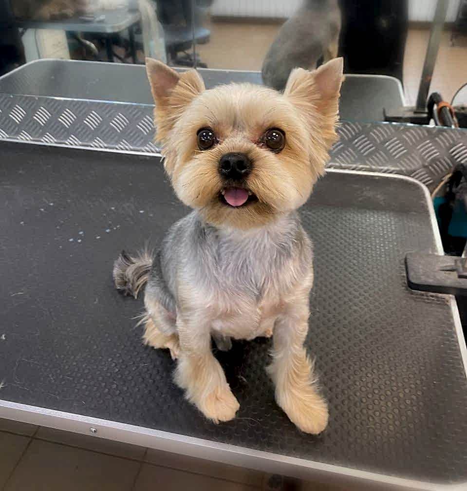 Стрижка йорка